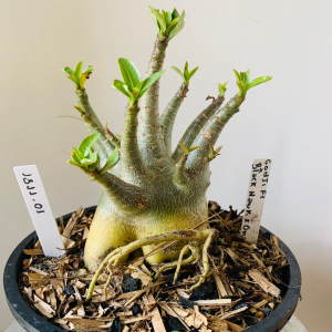 1311 01 Arabicum Godji f2 x Black Hawk x Onyx