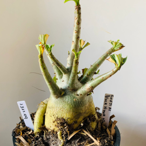 1311 09 Arabicum Godji f2 x Black Hawk x Onyx