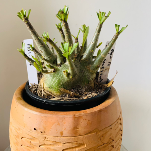 1411 27 Arabicum Godji f2 Black Hawk x Onyx