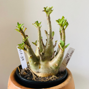 1411 34 Arabicum Godji Champ x kdk