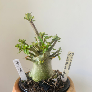 1411 36 Arabicum Pmk x mkmk x Black Hawk x Onyx