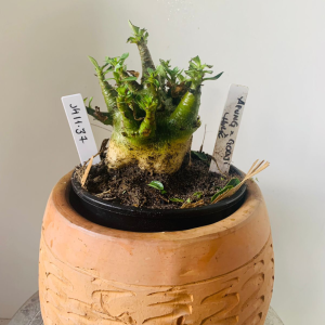 1411 37 Arabicum Aeung x Godji x hulk