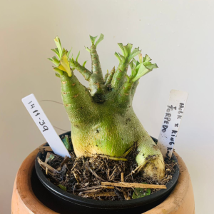 1411 39 Arabicum Hulk X King Kong x Torpedo