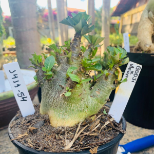 1411 54 Arabicum Godji x Aeung