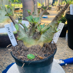 1411 55 Arabicum Now sod dd x Black Hawk x Onyx