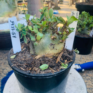 1411 58 Arabicum  Godji x Aeung