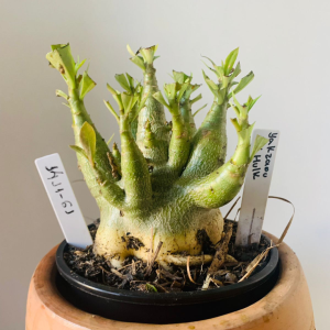 1411 61 Arabicum Yakzaou x Hulk