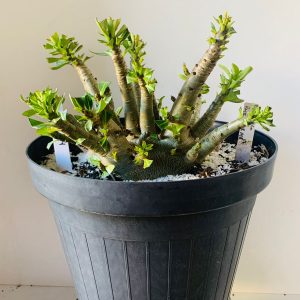 PBN soco x pmk x mkmk 1611-04