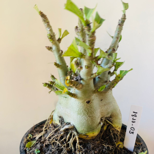 1811 03 Arabicum RDF