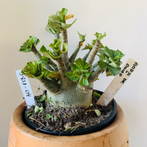 1811 04 Arabicum Godji dk x Dwarf