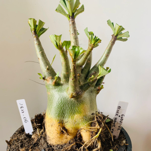 1811 06 Arabicum Godji f2 x Black Hawk x Onyx