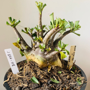 1811 08 Arabicum Now soo dd x hawk