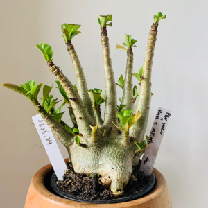 1811 14 Arabicum PBN soco x pmk x mkmk