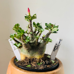 1811 19 Arabicum Thaí Soco x Godji