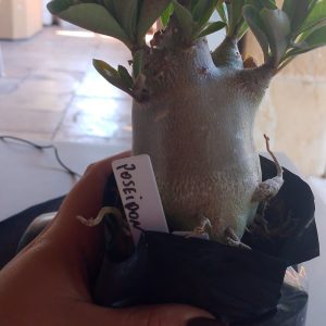 1311 51 Arabicum Poseisdon