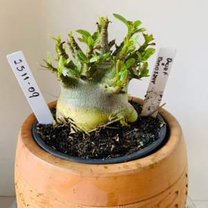 2511 9 Arabicum Dwarf x Dinossaur