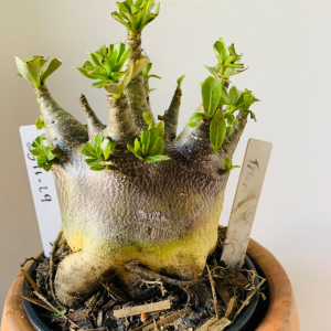 2511 29 Arabicum Tyson
