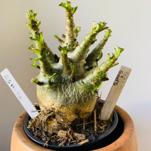 2511 37 Arabicum Yakzaou x Godji
