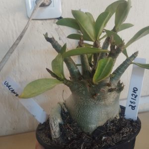 2812 10 Arabicum Vulcano