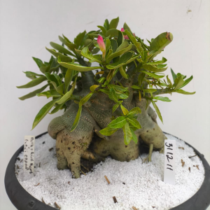 3112 11 Arabicum Hulk X KIng Kong X Godji Champ