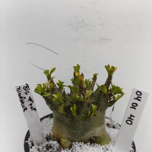 0410 40 Big foot x Dinossaur