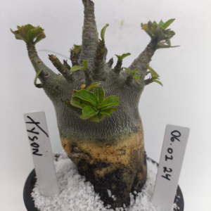 0601 24 Arabicum Tyson