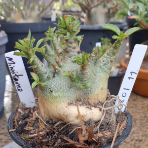 0801 11 Arabicum Minotauro