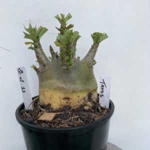 0901 11 Arabicum Tanos