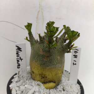 1601 12 Arabicum Minotauro