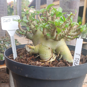 1701 01 Arabicum Godji Bmk Adulto
