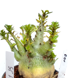 1701 15 Arabicum Rdf
