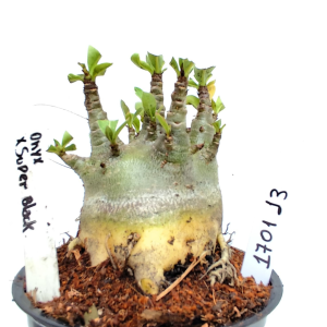 1701 13 Arabicum Onyx X Super Black