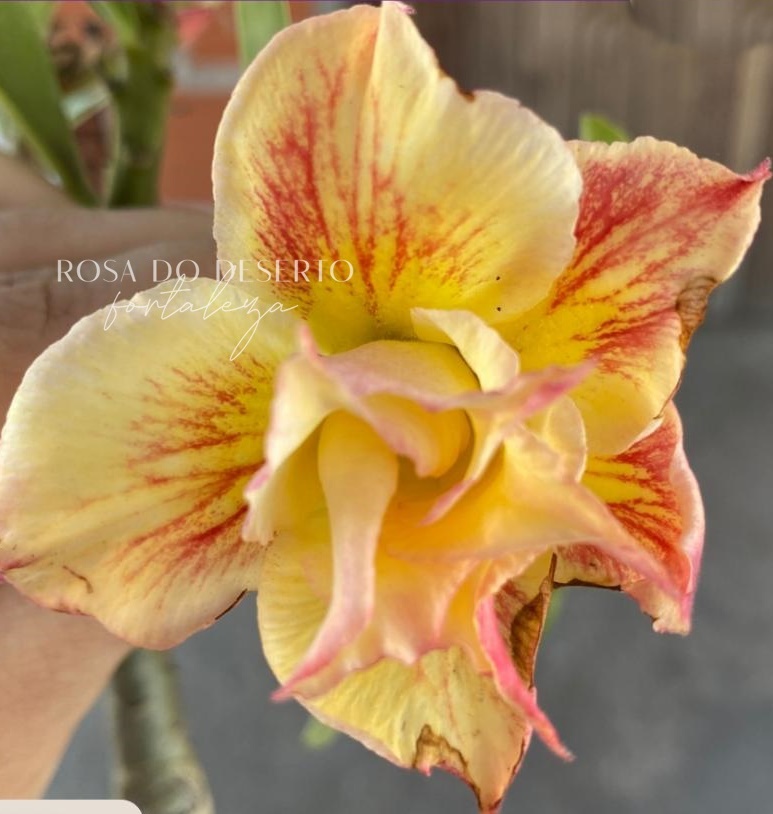 Baby - Rosa do deserto Perfect - TS 17