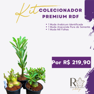 Kit Colecionador Premium RDF (Anaconda Pura - Muda de Semente, Arabicum Identificado e Mil Folhas)