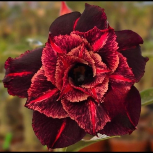 Baby - Rosa do Deserto Mistica