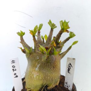 1102 09 Arabicum tyson