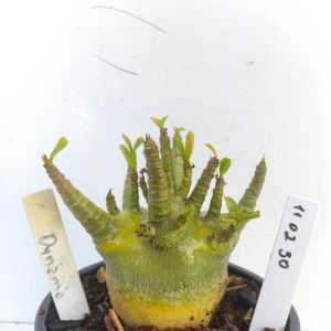 1102 30 Arabicum Dynamo