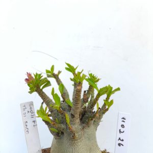 1102 26 Arabicum Godji F2 x Thai soco