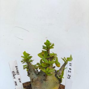 1102 25 Arabicum Godji Dk x Black Mk