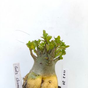 1102 20 Arabicum Godji Champ