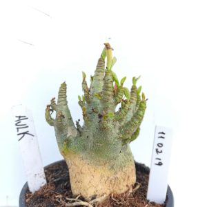 1102 19 Arabicum Hulk