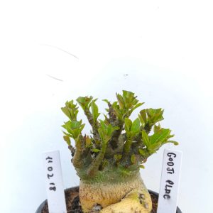 1102 18 Arabicum Godji Plac