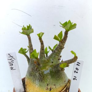 1102 16 Arabicum Tyson