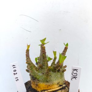 1102 15 Arabicum KDK