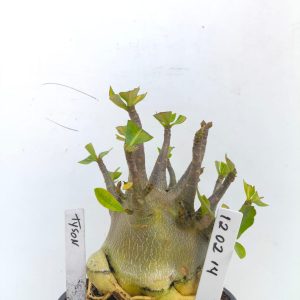 1202 14 Arabicum Tyson