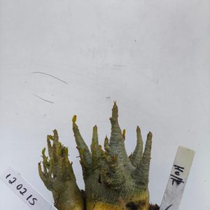 1202 15 Arabicum Hulk