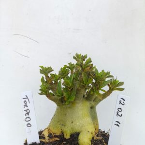 1202 11 Arabicum Torpedo