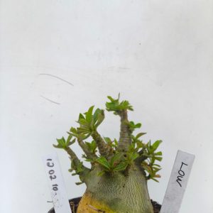 1202 10 Arabicum Low