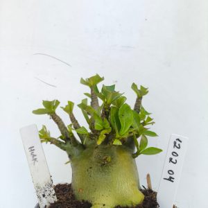 1202 04 Arabicum Hulk