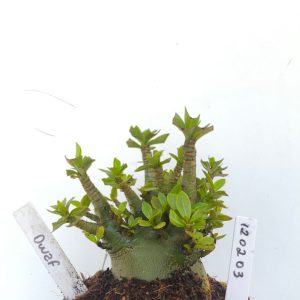 1202 03 Arabicum Dwarf